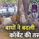 International Tiger Day: बाघों ने बदली कॉर्बेट की तस्वीर, पर्यटन से रोजगार तक बढ़ी रफ्तार