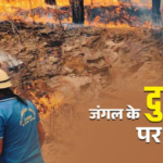 उत्तराखंड में जंगल के दुश्मनों पर ताबड़तोड़ कार्रवाई, चार महीने में 166 मामले दर्ज, आप न करें ये गलती