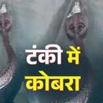 मानसून में रहें सतर्क! हल्द्वानी में पानी की टंकी में मिला ब्लैक कोबरा, मकान मालिक ने दिखाई समझदारी